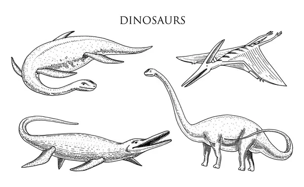 Dinosaurios Elasmosaurus, Mosasaurus, Barosaurus, Diplodocus, Apatosaurus, Pterosaurio, esqueletos, fósiles, lagarto alado. American Prehistoric reptiles, Jurassic Animal grabado vector dibujado a mano . — Archivo Imágenes Vectoriales