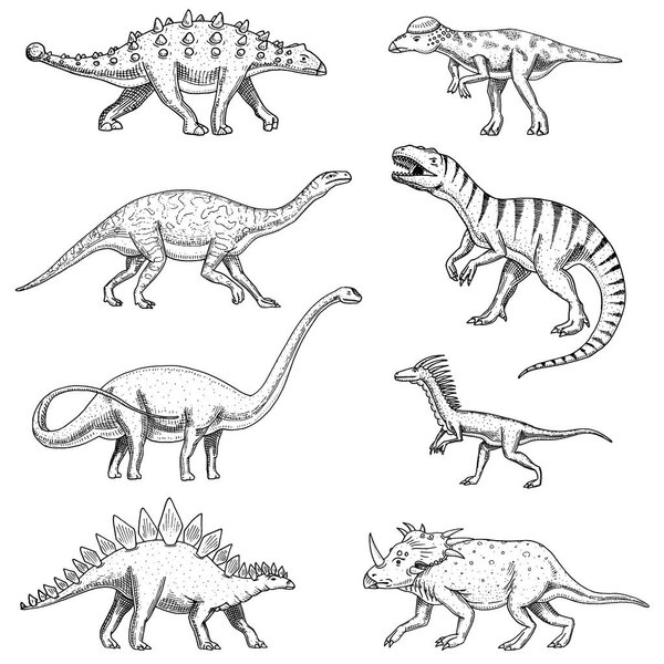 Dinosaurs set, triceratops, barosaurus, tyrannosaurus rex, stegosaurus, pachycephalosaurus, diplodocus, deinonychus, velociraptor, skeletons, fossils. Prehistoric reptiles, Animal Hand drawn vector.