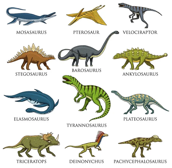 Juego de dinosaurios, Tyrannosaurus rex, Triceratops, Barosaurus, Diplodocus, Velociraptor, Triceratops, Stegosaurus, esqueletos, fósiles. Reptiles prehistóricos, Animal vector dibujado a mano . — Vector de stock