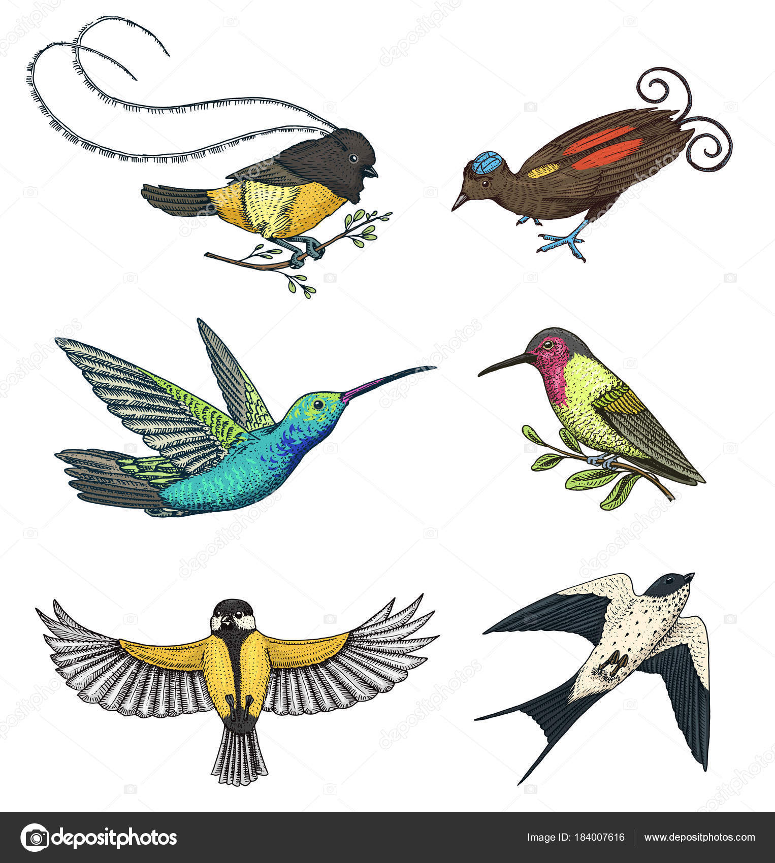depositphotos stock illustration small birds of paradise barn