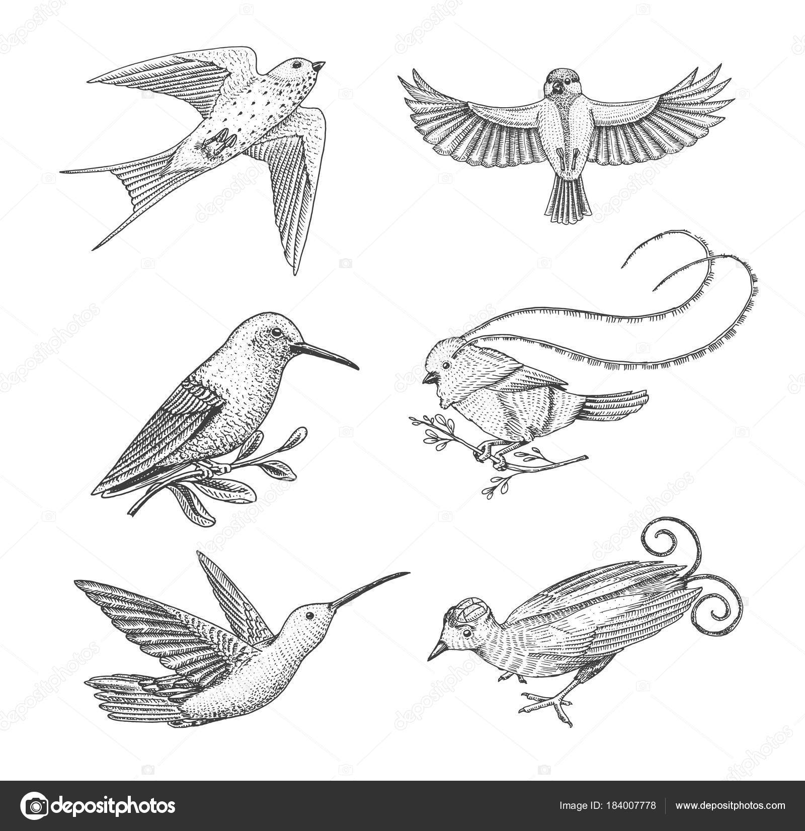 Petit Oiseau De Paradis Hirondelle Ou Merlette Et Parus Ou