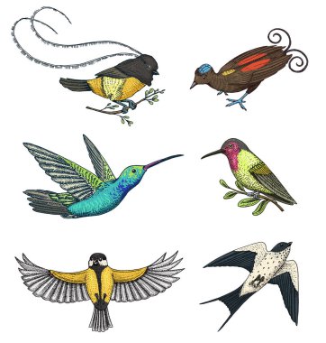 Küçük cennet kuşları, kırlangıcı veya martlet ve parus veya baştankara, sinek kuşu, Kızılca ve beyaz yakalı Jacobin. Egzotik tropik hayvanlar. Düğün, parti için kullanın. oyulmuş elle çizilmiş eski kroki