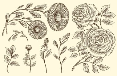 Gül yaprakları ve tomurcukları, ot tıbbi papatya ile. Düğün Bahçe veya bahar bitki botanik çiçek. kart için tasarım. Vektör çizim. oyulmuş elle çizilmiş eski Victoria kroki.