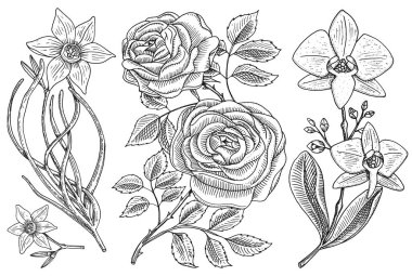 Çiçek, gül yaprakları, tomurcukları ve nergis ve orkide ile ayarlayın. Düğün Botanik Bahçesi veya bitki. Vektör çizim. oyulmuş elle çizilmiş eski Victoria kroki.