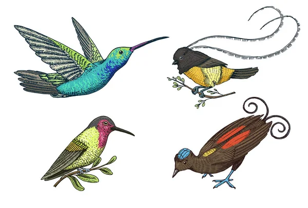 Kleiner Kolibri. Rufous und weißhalsig Jacobin, Paradiesvogel. exotische tropische Tiersymbole. Goldschwanzsaphir. Verwendung für Hochzeit, Party. gravierte Hand in alter Skizze gezeichnet. — Stockvektor