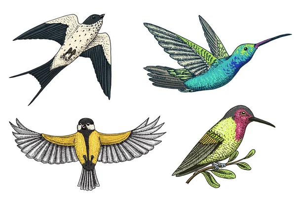 Kleine vogels van het paradijs, Boerenzwaluw of martlet en parus of Mees of Koolmees in Europa. Exotische tropische dierlijke pictogrammen. Gebruik voor bruiloft, feest. gegraveerde hand getrokken in oude schets. — Stockvector