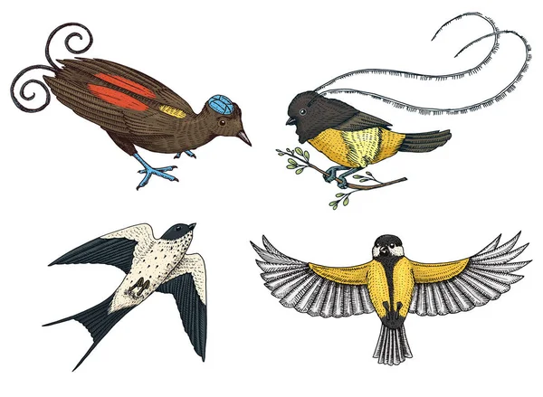 Petits oiseaux de paradis, hirondelle rustique ou martlet et perruche ou mésange. Roi de Saxe en Nouvelle Guinée. Icônes exotiques d'animaux tropicaux. À utiliser pour le mariage, la fête. gravé à la main dessiné dans un vieux croquis . — Image vectorielle