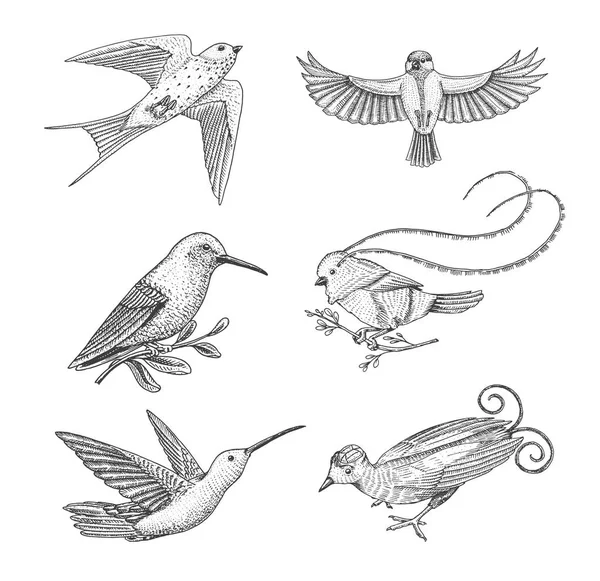 Petits oiseaux de paradis, hirondelle rustique ou martlet et perroquet ou mésange, colibri, roux et jacobin à cou blanc. Animaux exotiques tropicaux. À utiliser pour le mariage, la fête. gravé à la main dessiné dans un vieux croquis — Image vectorielle