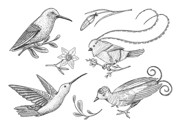 Petit Oiseau De Paradis Hirondelle Ou Merlette Et Parus Ou