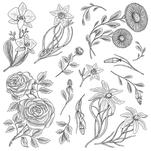 Flowers set, roses with leaves and buds, herb medicinal chamomile, daffodil and orchid, lily. Wedding botanical garden or plant. Vector illustration. engraved hand drawn in old victorian sketch. — Stock Vector