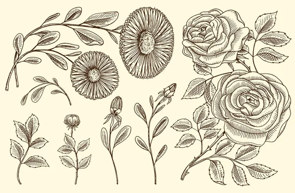 Gül yaprakları ve tomurcukları, ot tıbbi papatya ile. Düğün Bahçe veya bahar bitki botanik çiçek. kart için tasarım. Vektör çizim. oyulmuş elle çizilmiş eski Victoria kroki.