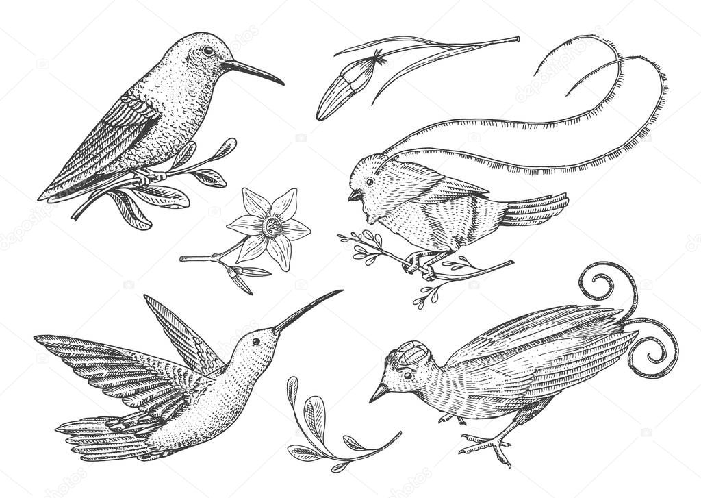 Small hummingbird. Rufous and White-necked Jacobin, bird of paradise. Exotic tropical animal icons. Golden tailed sapphire. Use for wedding, party. engraved hand drawn in old sketch.