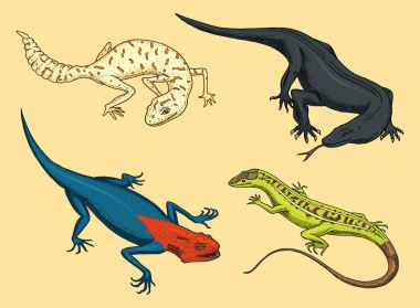 Komodo dragon monitör, Amerikan kum kertenkele, egzotik sürüngenler veya yılanlar, benekli kertenkele yağlı kuyruklu. doğada vahşi hayvanlar kertenkele. vektör çizim kitap ya da evde beslenen hayvan stok, Hayvanat Bahçesi için. oyulmuş elle çizilmiş.