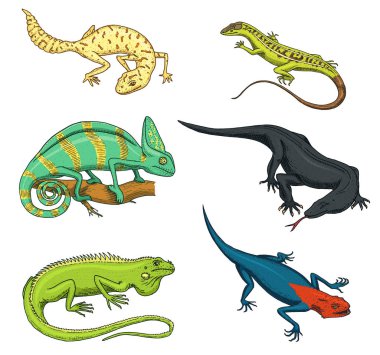 Bukalemun kertenkele, yeşil iguana, Komodo Ejderi monitör, Amerikan kum, egzotik sürüngenler veya yılanlar, yağlı kuyruklu gecko benekli. doğada vahşi hayvanlar kertenkele. vektör çizim. oyulmuş elle çizilmiş.