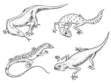 Komodo dragon monitor, American Sand lizard, exotic reptiles or snakes, spotted fat-tailed gecko. wild animals lacertian in nature. vector illustration for book or pet store, zoo. engraved hand drawn. clipart