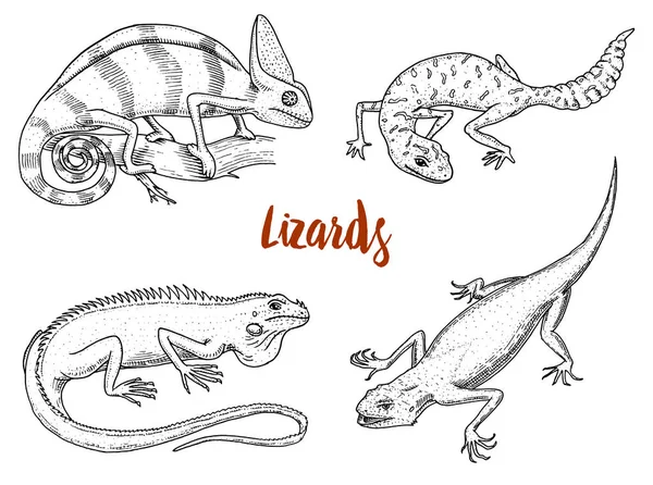 Chameleon Lizard, American green iguana, reptiles or snakes or spotted fat-tailed gecko. herbivorous species. vector illustration for book or pet store, zoo. engraved hand drawn in old sketch. — Stock Vector
