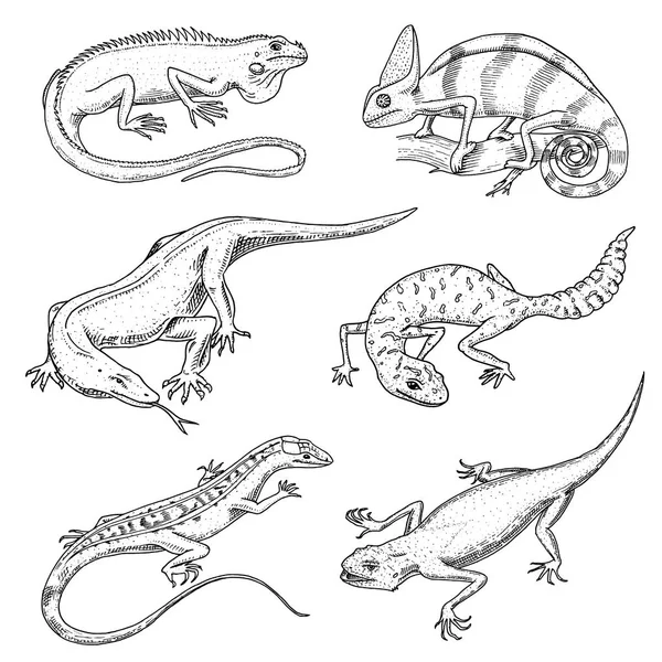 カメレオン トカゲ、緑のイグアナ、コモドドラゴン モニター、アメリカの砂、エキゾチックな爬虫類やヘビ、脂肪尾のヤモリを発見しました。自然の中の野生動物の lacertian。ベクトル イラスト。刻まれた手描き. — ストックベクタ