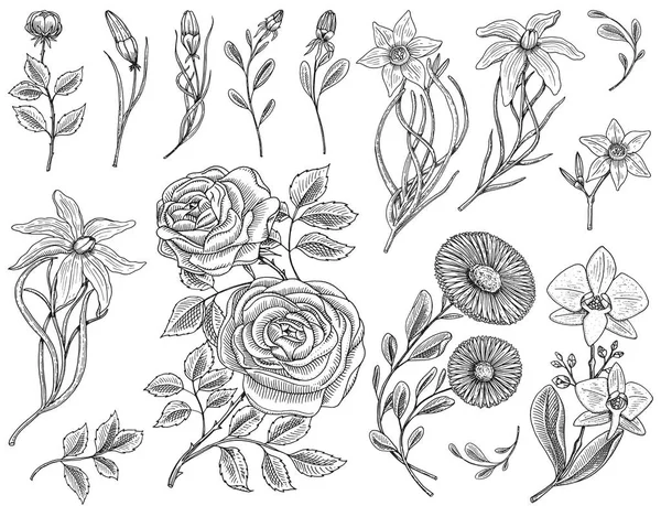花、葉、芽、ハーブの薬効があるカモミール、水仙と蘭の花、バラ ユリを設定します。結婚式植物園や植物。ベクトルの図。刻まれた手の古いビクトリア朝のスケッチの描き. — ストックベクタ