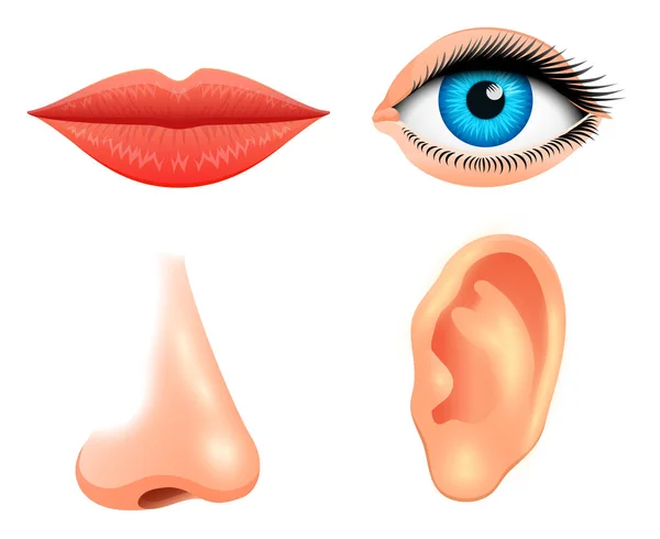 Biología humana, órganos sensoriales, ilustración de anatomía. cara beso detallado o labios, nariz y oído, ojo o vista. establecer la ciencia médica o el hombre sano. visión, audición, gusto, olor, tacto, mirada, europeoid . — Archivo Imágenes Vectoriales