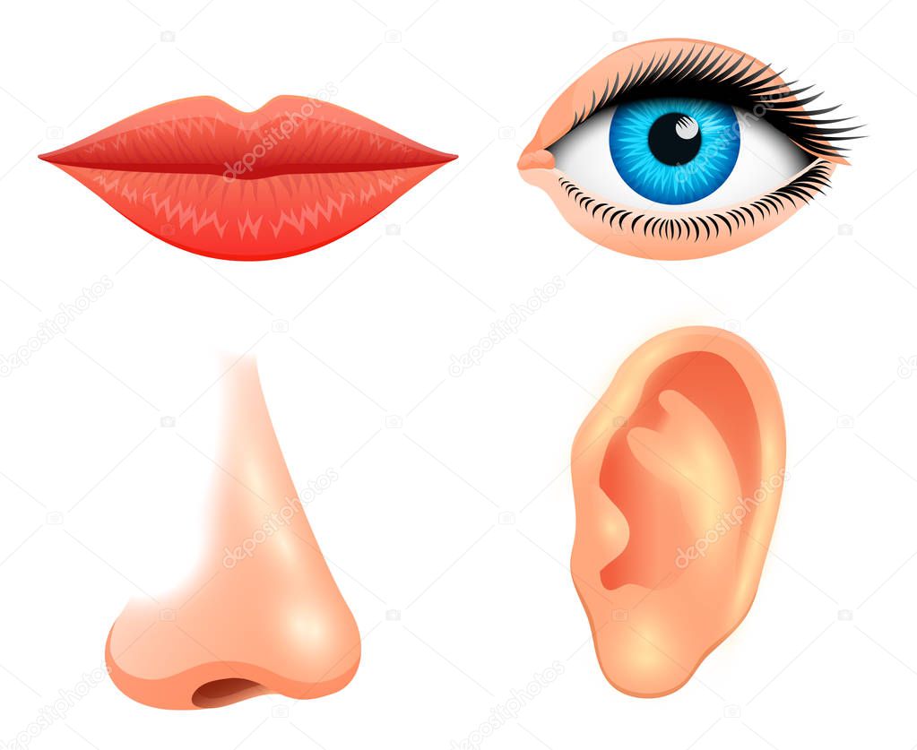 Human biology, sensory organs, anatomy illustration. face detailed kiss or lips, nose and ear, eye or view. set medical science or healthy man. vision, hearing, taste, smell, touch, look, europeoid.