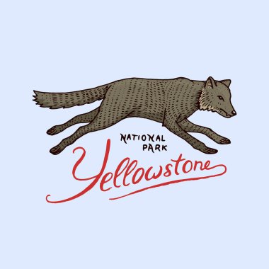 Kızılderili kurt. eski etiket ya da kamp için rozet. oyulmuş elle çizilmiş eski kroki. doğada vahşi hayvan.