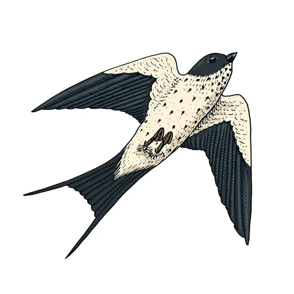 Petits oiseaux d'étable avalent ou martèlent en Europe. Icônes exotiques d'animaux tropicaux. À utiliser pour le mariage, la fête. gravé à la main dessiné dans un vieux croquis . — Image vectorielle