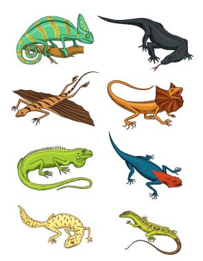 Bukalemun kertenkele, yeşil iguana, Komodo Ejderi monitör, Amerikan kum, egzotik sürüngenler veya yılanlar, yağlı kuyruklu gecko benekli. doğada vahşi hayvanlar kertenkele. vektör çizim. oyulmuş elle çizilmiş.