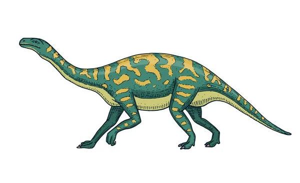 恐竜バロサウルス、アパトサウルス、Tenontosaurus プラテオサウルス、広範なトカゲ、Massospondylus、ディプロドクス、ブラキオサウルス、スケルトン、化石。先史時代の爬虫類、動物の手描きの背景 — ストックベクタ