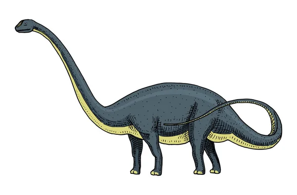 Dinossauro Brachiosaurus ou saurópode, Plateossauro, Diplodocus, Apatossauro, esqueletos, fósseis, lagarto alado. Répteis pré-históricos americanos, animal jurássico gravado vetor desenhado à mão . —  Vetores de Stock