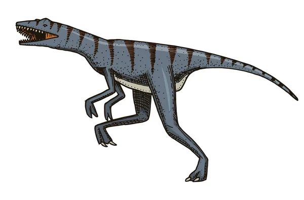 Dinosaurie Velociraptor, skelett, fossil. Förhistoriska reptiler, djur graverat Hand dras vektor. — Stock vektor