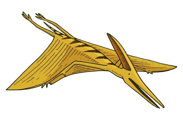 Динозавр Pterosaur, скелети, скам'янілості, крилатий ящірка. Американський доісторичних рептилій, юрських тварина вигравірувані боку звернено вектор. — стоковий вектор