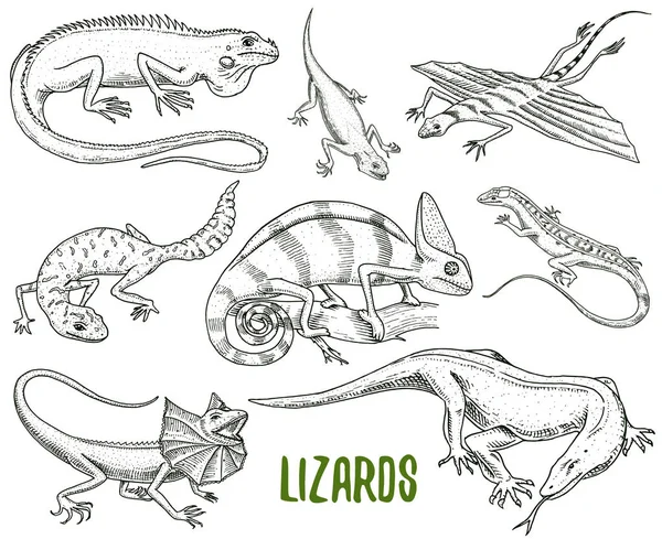 Lagarto camaleón, iguana verde, monitor de dragón Komodo, arena americana, reptiles exóticos o serpientes, geco cola gorda manchado. animales salvajes lacertianos en la naturaleza. ilustración vectorial. mano grabada dibujada . — Vector de stock