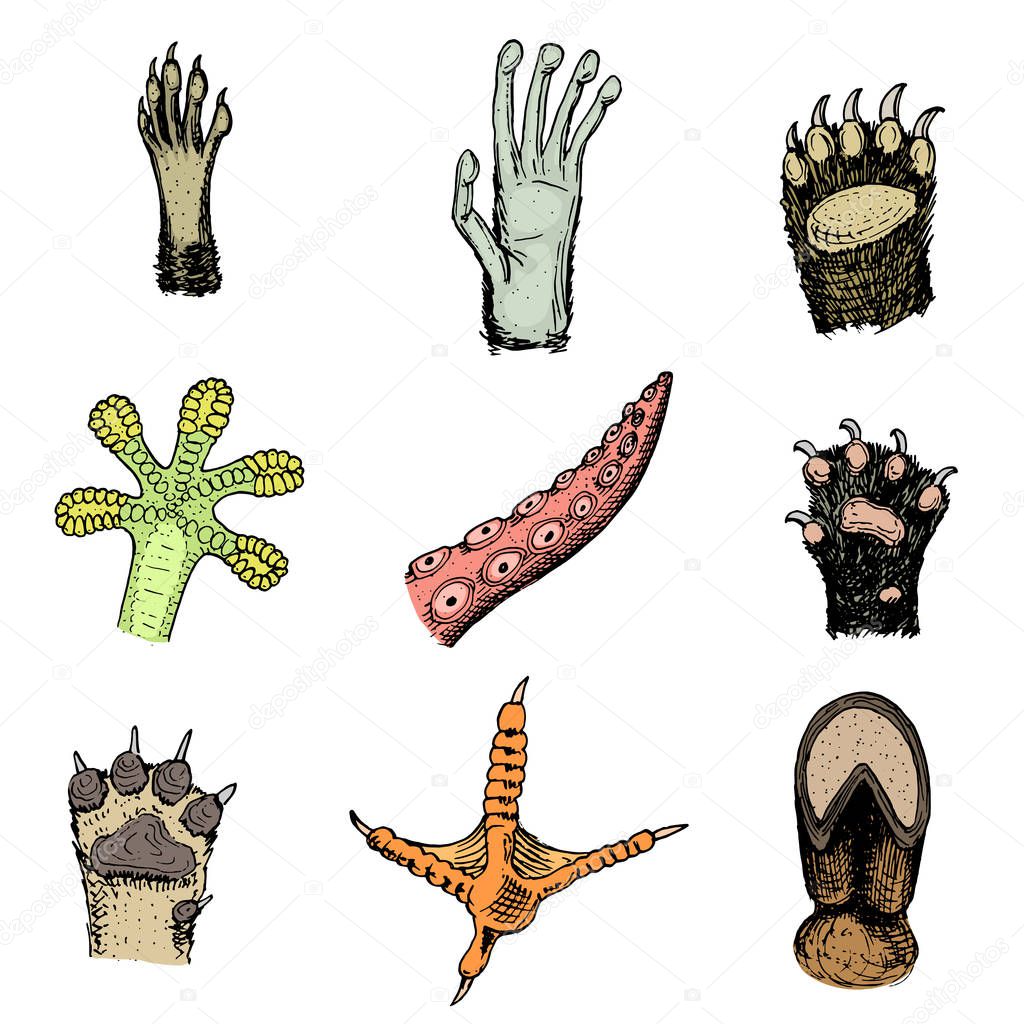 Paws of animals or footprints and wildlife. Bird and sea creatures, hands of monkey and dog, bear and frog, tentacles of octopus and cat, hoof of cow. Domestic or farm or pets. Traces of mammals.