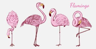Pembe flamingo. Çizilmiş vektör kuşlar, eskiz grafik vintage tarzı, phoenicopteridae türden. Tropikal hayvan.
