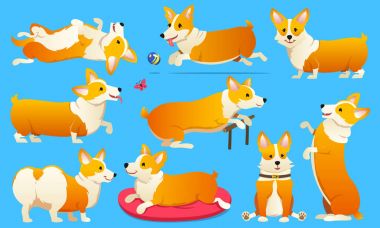 Sevimli köpek doğurmak Galce Corgi Pembroke mavi arka plan üzerinde ayarlayın. Aile içi bir evcil hayvan, kızlar için mutlu bir kraliyet hayvan. Komik kırmızı saçlı köpek yavrusu bir tilki gibi görünüyor. Vektör çizim.