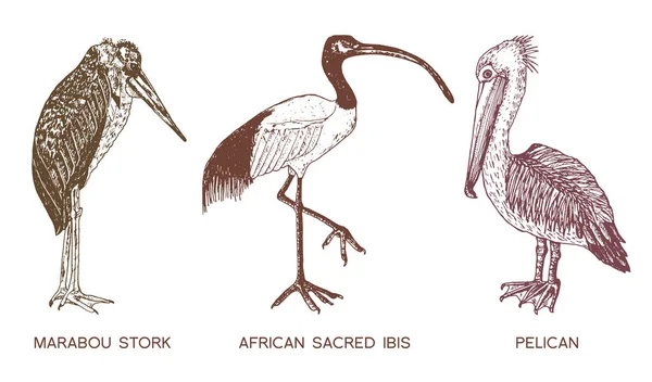 Ibis sagrados pelícanos y africanos y cigüeñas. Pájaros vectoriales dibujados a mano grabados, bosquejo gráfico estilo vintage, phoenicopteridae. Animales tropicales . — Vector de stock