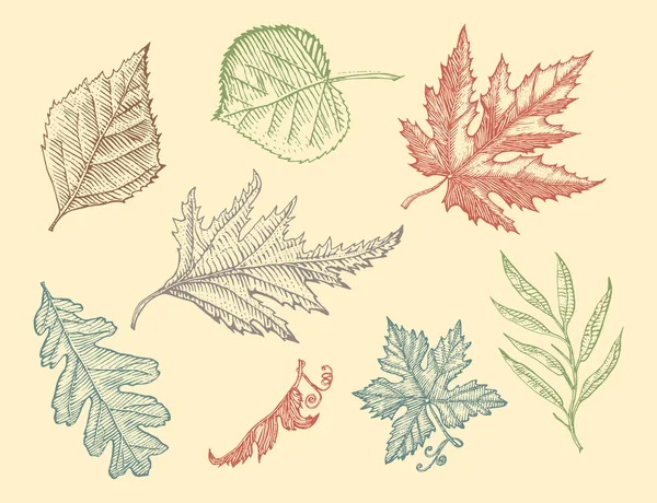 Leaves set, Flower and medicinal herb. Rustic decorative plant. Wedding botanical garden. Vector illustration. engraved hand drawn in vintage victorian sketch. Maple and poplar, oak, birch, chestnut. — Stock Vector