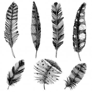 Farklı kuşlar, baykuşlar, tavus kuşu, ördek rustik gerçekçi tüyleri kümesi. oyulmuş elle çizilmiş eski vintage kroki. Vektör çizim.