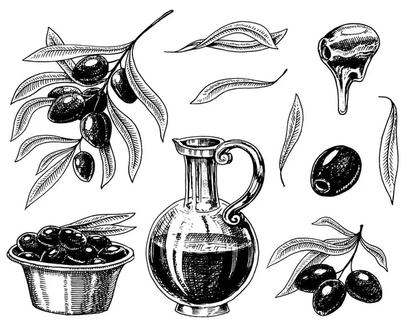 Набор оливкового масла и ветви деревьев. Органический вегетарианский продукт в бутылке. Зеленое растение для здорового питания. Черные фрукты для приготовления пищи. Гравированная рука, нарисованная на старинном рисунке. Векторная иллюстрация . — стоковый вектор