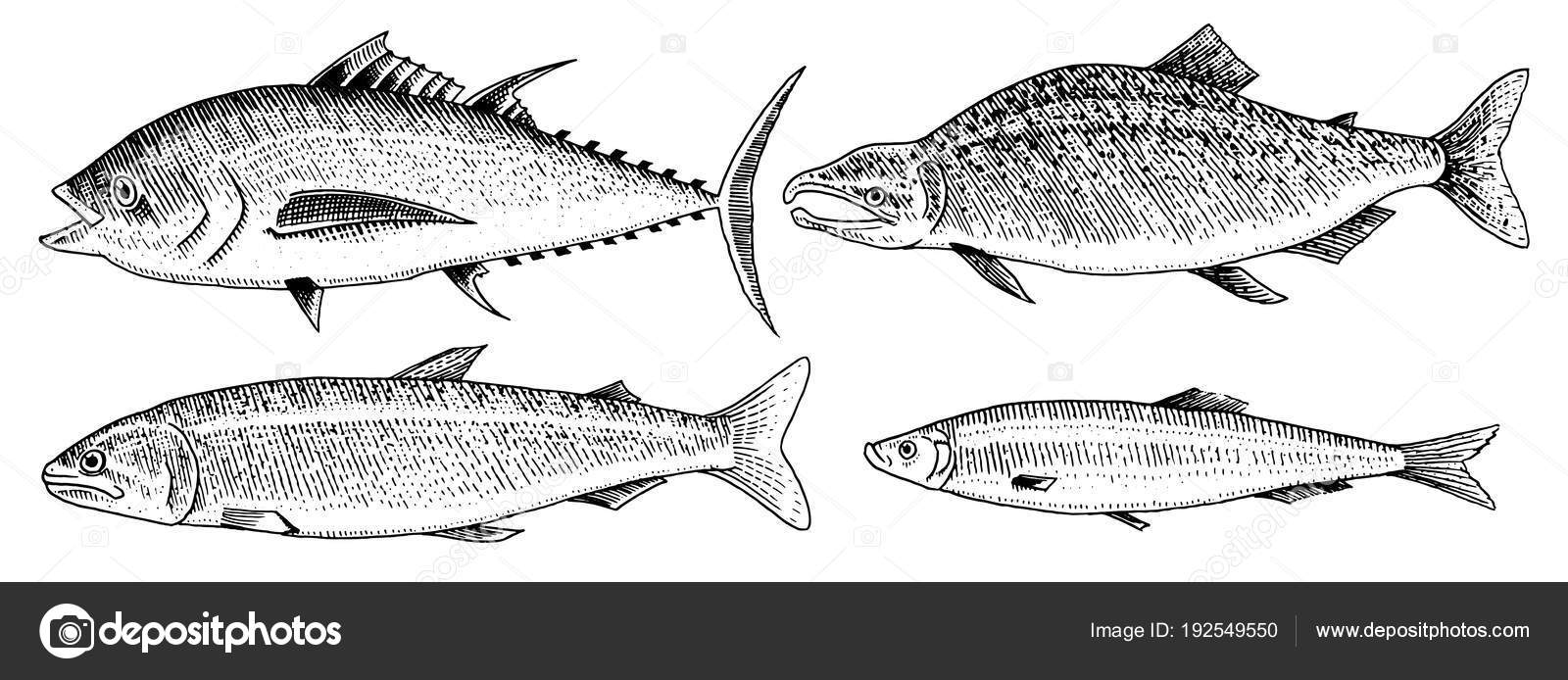 Poissons De Rivière Et De Lac Saumon Et Truite Arc En Ciel