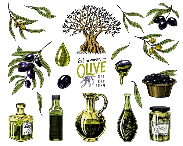 Набір оливкової олії та гілок дерев. Органічний вегетаріанський продукт у пляшці. Зелена рослина для здорового харчування. Чорні фрукти для приготування їжі. Вигравірувана рука намальована в старовинному вінтажному ескізі. Векторні ілюстрації . — стоковий вектор