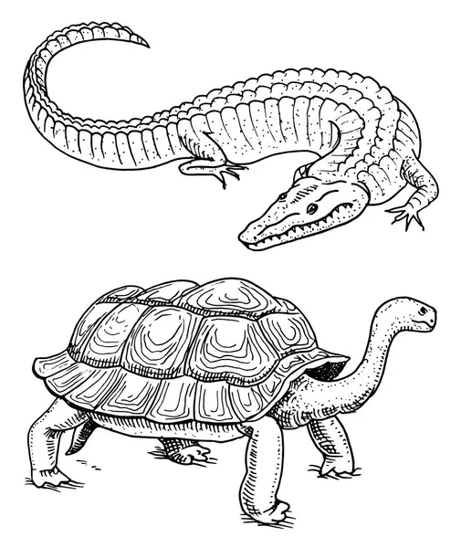 Crocodile and turtle. Reptiles and amphibians Pet and tropical animal. Engraved hand drawn in old vintage sketch. Vector illustration. Wildlife and Exotic Zoology.