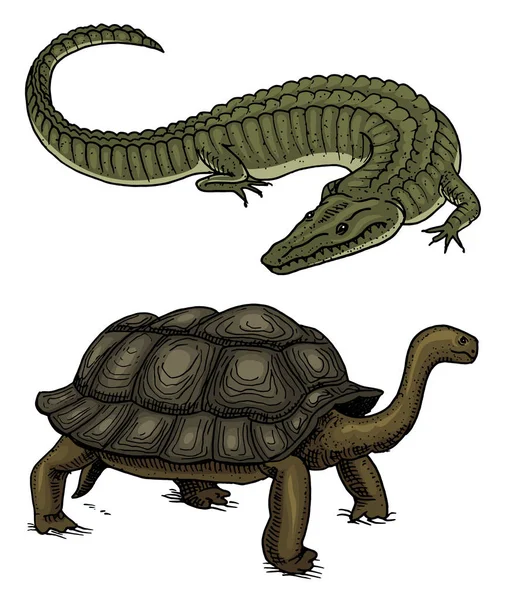 Crocodile et tortue. Reptiles et amphibiens Animaux de compagnie et animaux tropicaux. Gravé à la main dans un vieux croquis vintage. Illustration vectorielle. Faune et zoologie exotique . — Image vectorielle