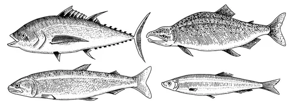 River and lake fish. Salmon and rainbow trout, tuna and herring, seawater and freshwater carp. freshwater aquarium. Seafood for the menu. Engraved hand drawn in old vintage sketch. Vector illustration — Stock Vector