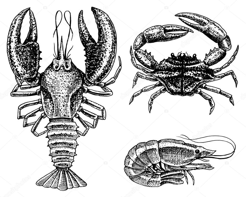 Crustaceans, shrimp, lobster or crayfish, crab with claws. River and lake or sea creatures. Freshwater aquarium. Seafood for the menu. Engraved hand drawn in old vintage sketch. Animals of the ocean.