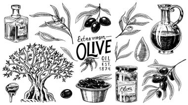 Zeytinyağı ve ağaç dalı kümesi. Organik vejetaryen ürün şişe. Yeşil bitki sağlıklı beslenme için. Siyah meyve yemek yemek için. Oyulmuş elle çizilmiş eski vintage kroki. Vektör çizim.
