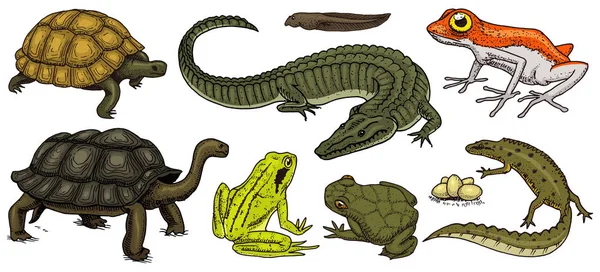 Crocodilo e tartaruga. Répteis e anfíbios. Animais de estimação e animais tropicais. Vida selvagem e rãs, lagarto e tartaruga, camaleão e anuro Mão gravada desenhada em esboço vintage antigo. Ilustração vetorial . — Vetor de Stock