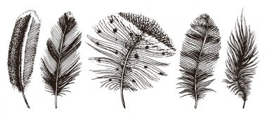 Farklı kuşlar, baykuşlar, tavus kuşu, ördek rustik gerçekçi tüyleri kümesi. oyulmuş elle çizilmiş eski vintage kroki. Vektör çizim.