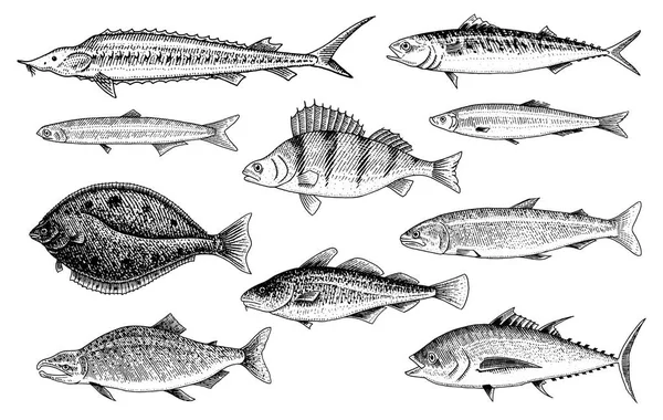 Ikan danau dan sungai. Ikan salmon dan ikan trout pelangi, tuna dan ikan haring, air laut dan ikan gurami air tawar. akuarium air tawar. Makanan laut untuk menu. Tangan diukir dalam sketsa vintage tua. Ilustrasi vektor - Stok Vektor