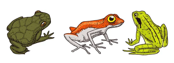 Anfibios tropicales. Animales salvajes. Ranas y anuran, hoptoad o sapo. Mano grabada dibujada en antiguo boceto vintage. Ilustración vectorial . — Vector de stock